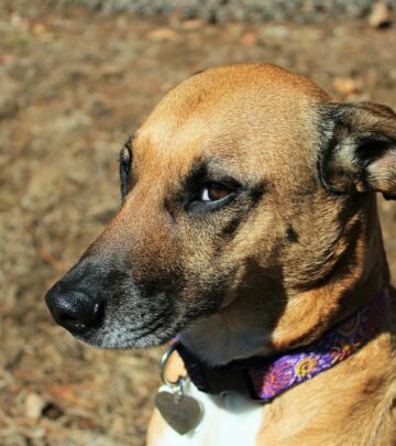 Rhodesian Ridgeback: The Ultimate Guide to the Lion Hunter