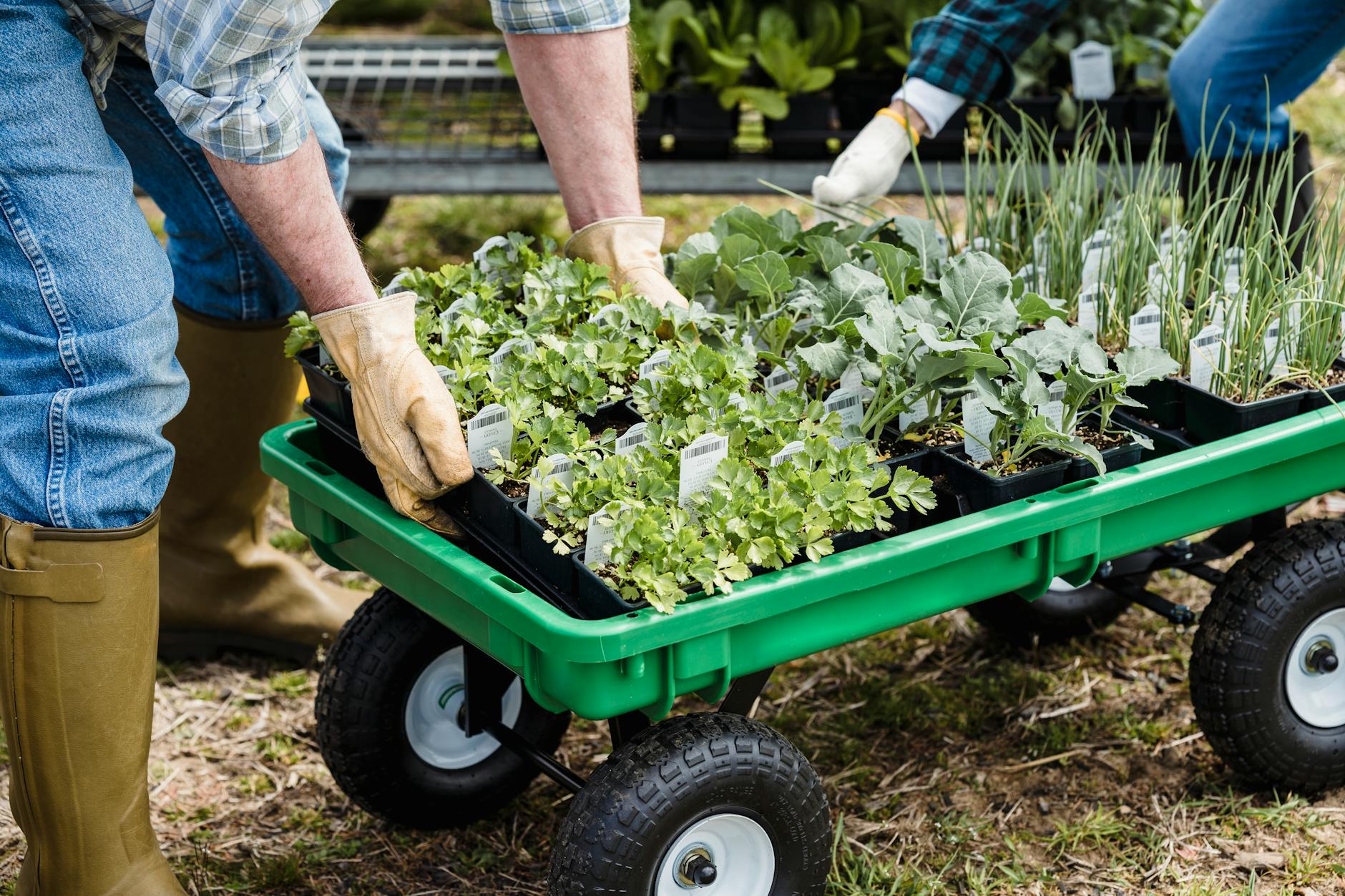 Kale Companion Plants: 15 Ideal Plants to Grow with Kale Boost your kale harvest and fight pests naturally by pairing kale with these 15 powerful companion plants.
