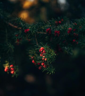 Master the art of rejuvenating overgrown yews with expert pruning tips, seasonal advice, and comprehensive care strategies.
