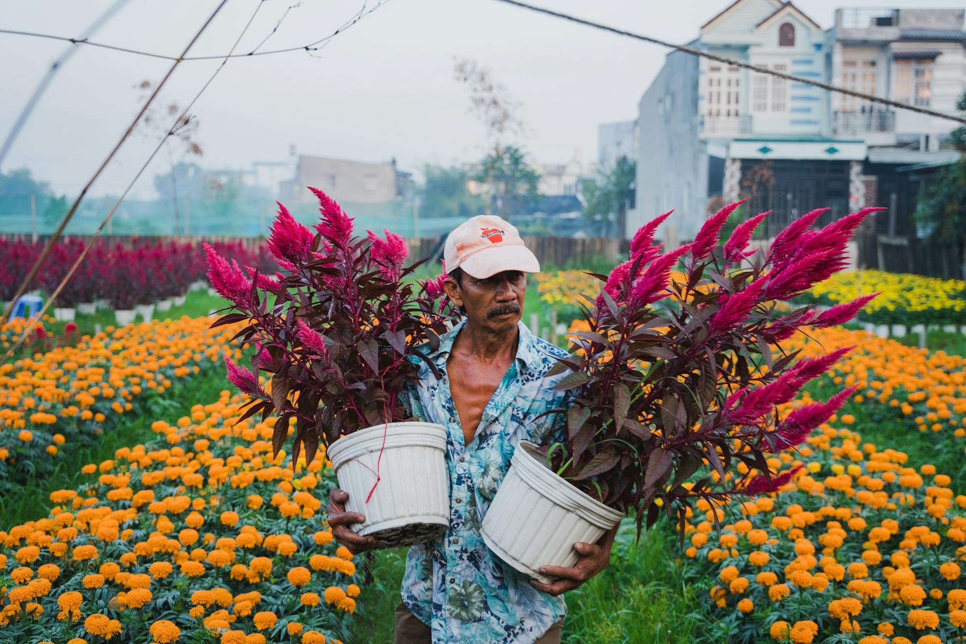 Marigolds in Containers: A Complete Guide for Lush Potted Blooms Unlock the secrets of thriving marigolds in containers for vibrant, long-lasting color on patios, balconies, and any small space.