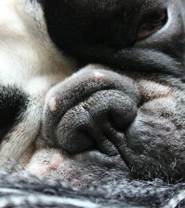 Why Is My Dog’s Stomach Gurgling? Causes and Solutions