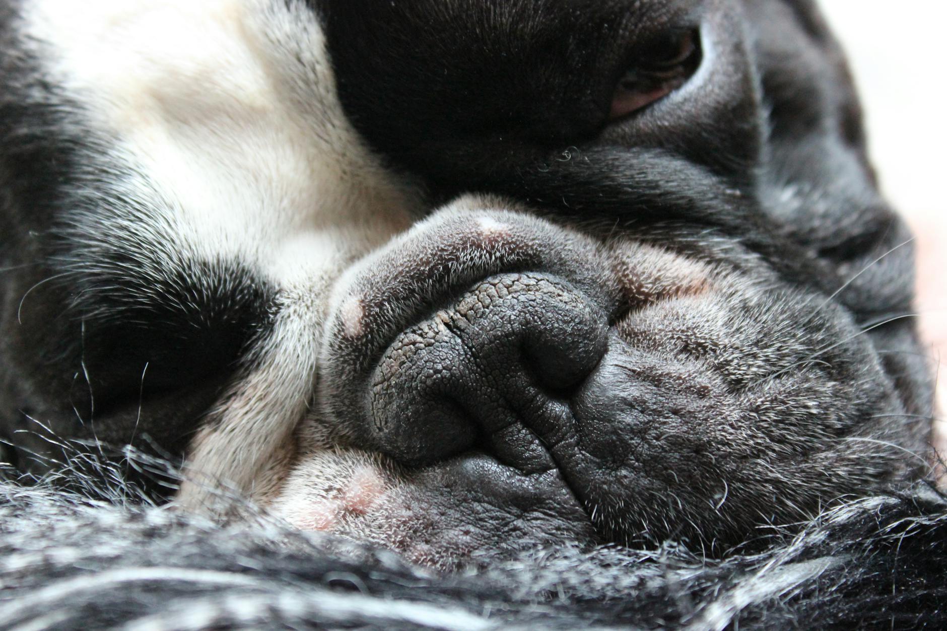 Why Is My Dog’s Stomach Gurgling? Causes and Solutions Understanding the rumbles and grumbles in your canine companion's belly and when to be concerned
