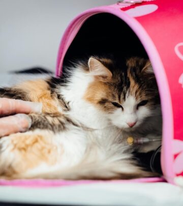 10 Essential Cat Anxiety Medications: Options, Benefits, and Guidance