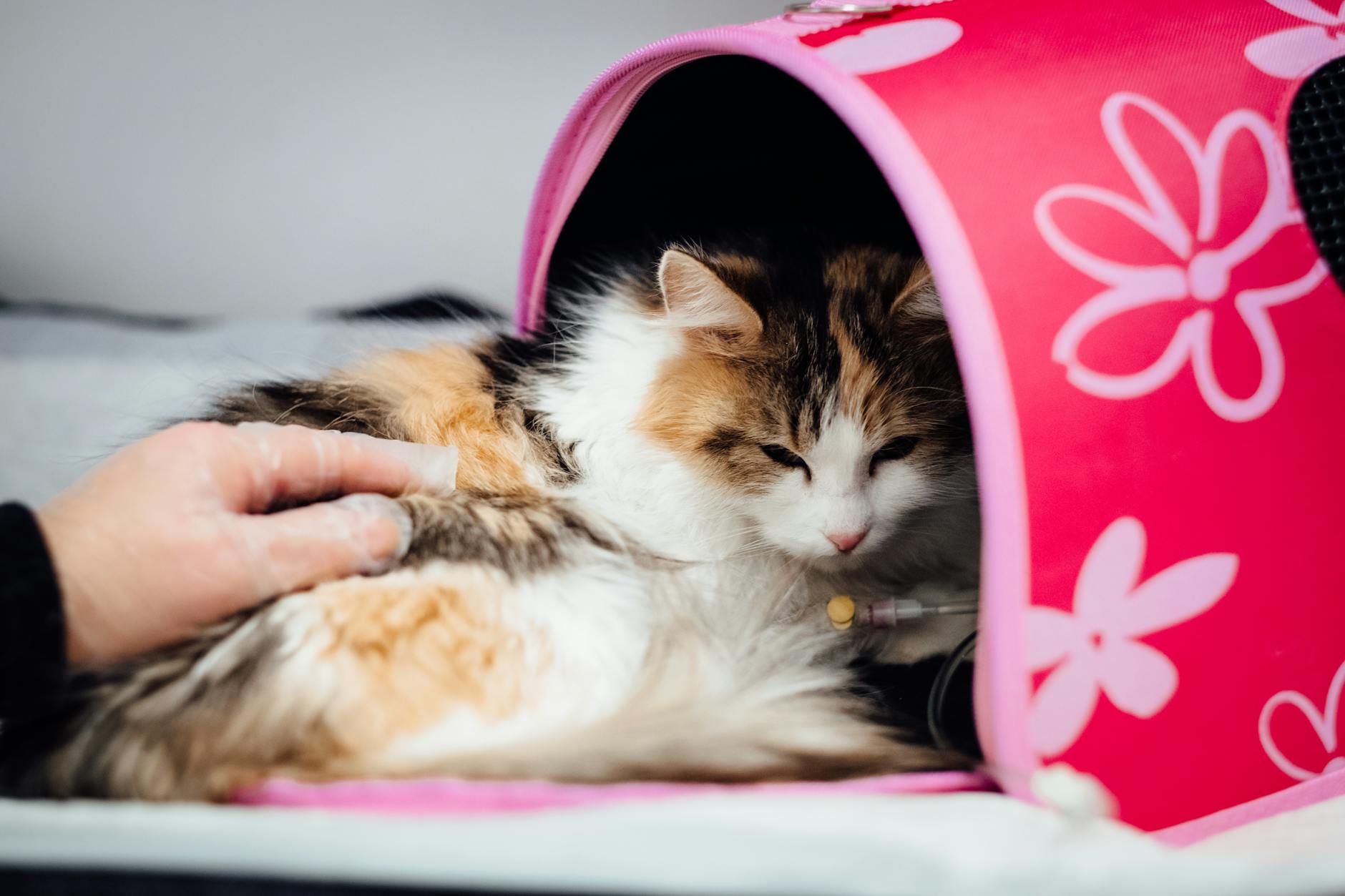 Explore the leading medications and strategies to help manage and relieve anxiety in cats, ensuring a calmer, happier feline companion.