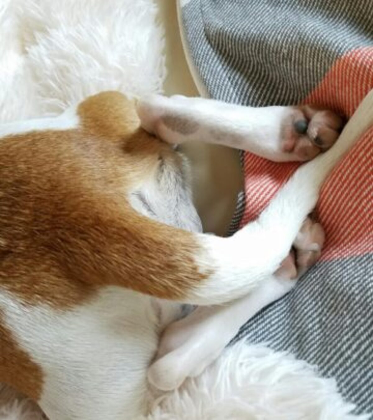 Why Does My Dog Turn His Back or Butt to Me? Understanding what it really means when your dog turns their back or butt toward you—and what this quirky canine gesture says about trust, communication, and love.
