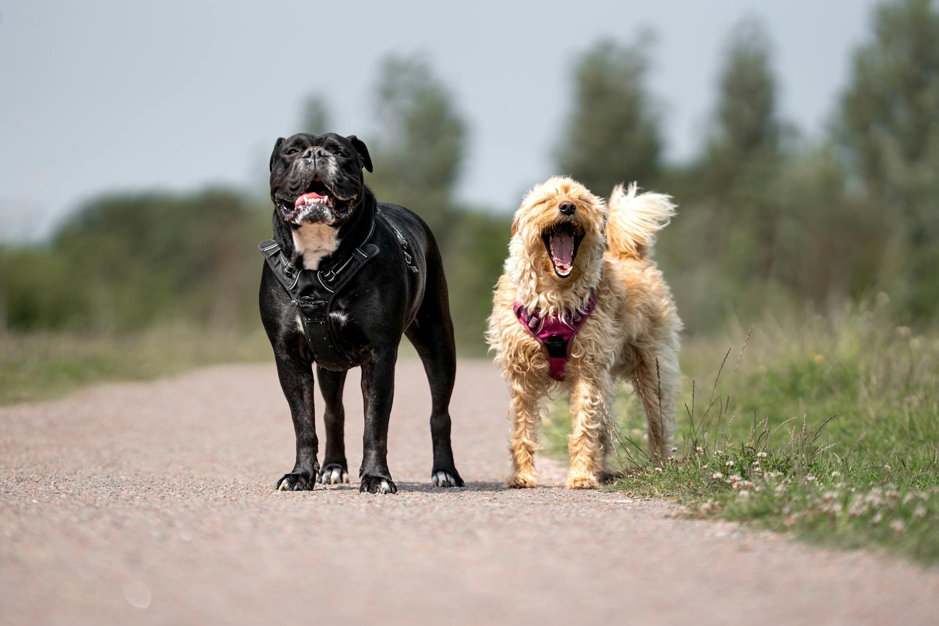 Top 50 Popular Dog Breeds in America: Your Complete Guide Discover America's favorite canine companions from Frenchies to Labs and everything in between