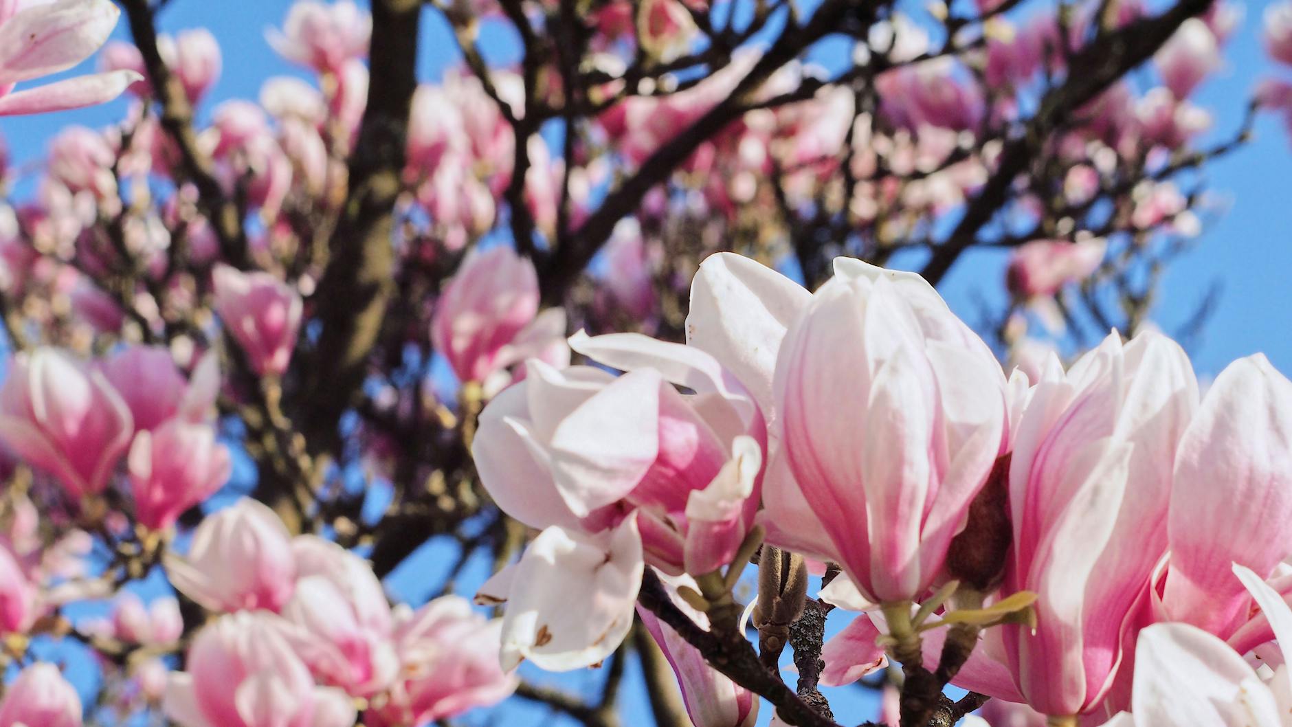 Stunning Purple Magnolia Trees: 11 Spectacular Varieties for Every Garden Explore 11 breathtaking purple magnolia tree varieties, their features, care tips, and design ideas for unforgettable landscapes.