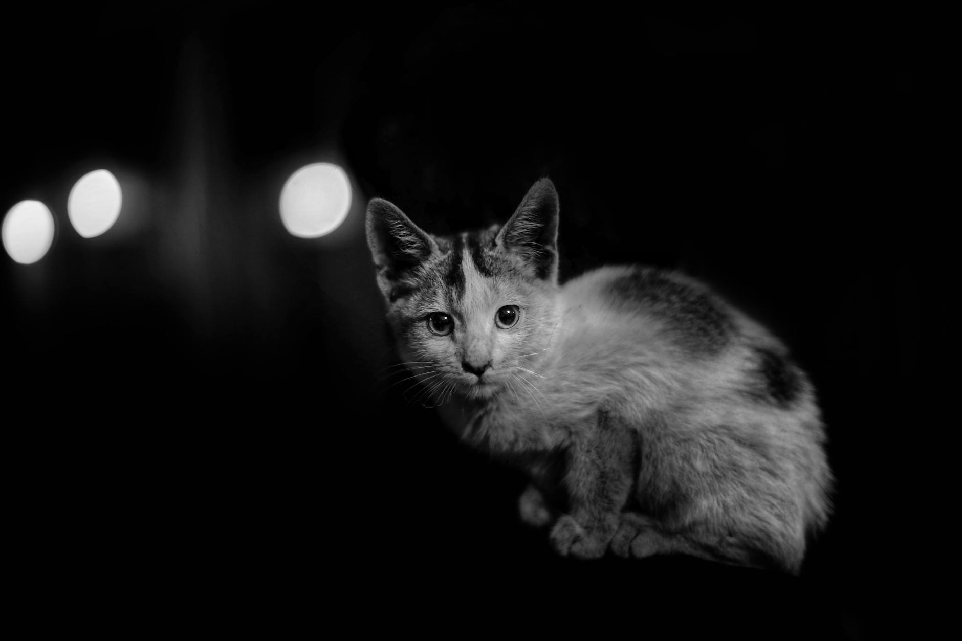 Kidney Failure in Cats: Recognizing, Managing, and Supporting Feline Renal Health Learn about the symptoms, causes, diagnosis, stages, and treatments for kidney failure in cats—and how to support kidney health for your feline friend.