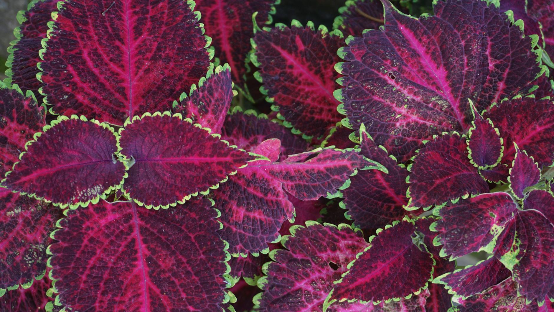 Coleus: Annual or Perennial? Lifespan, Care, and Growing Guide Unravel the mysteries of coleus: Is it an annual or perennial, and how can you maximize its lifespan both indoors and outdoors?