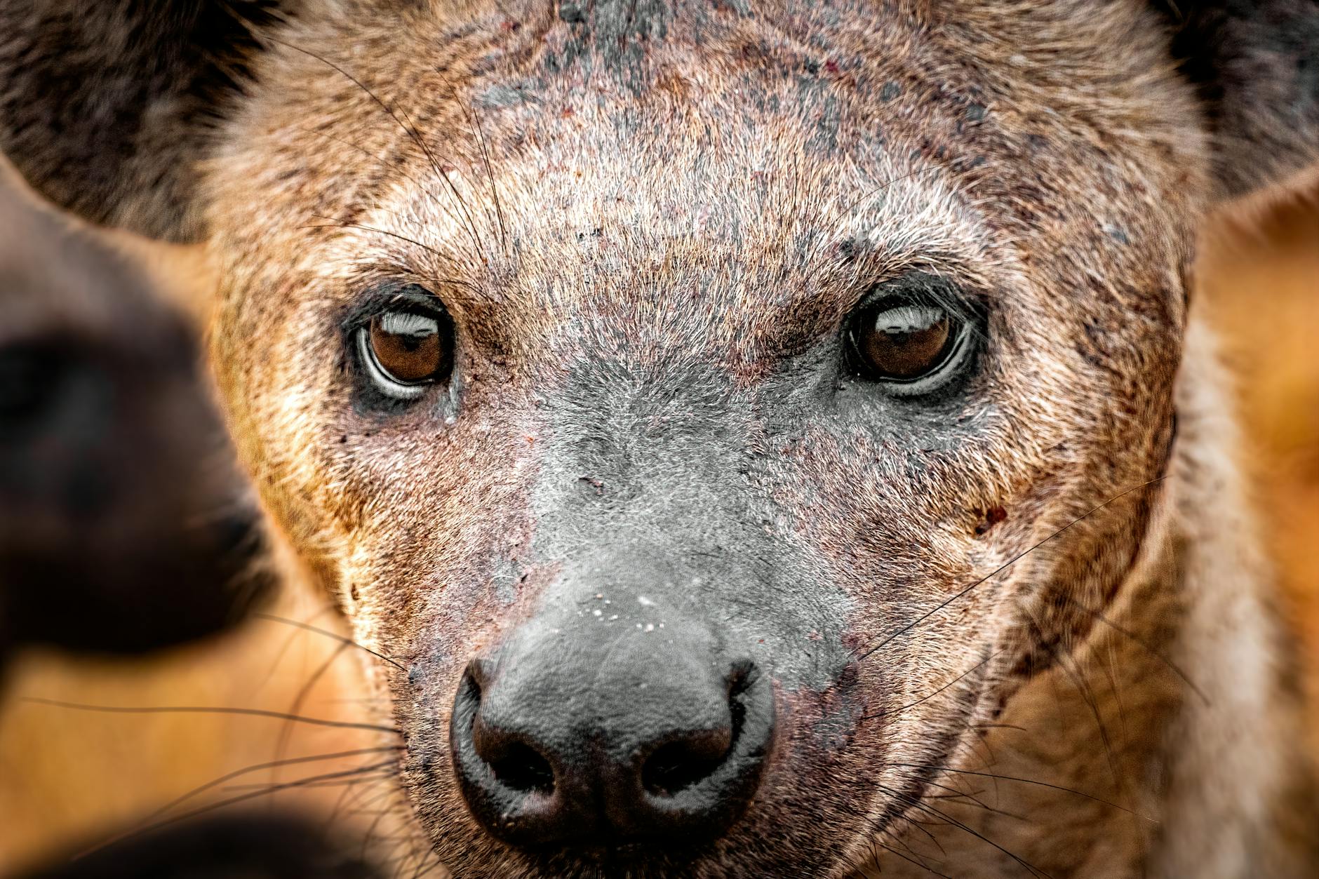 Why Is My Dog Throwing Up Blood? Causes, Symptoms, and What to Do Understanding why your dog is throwing up blood, its risks, causes, and how to respond quickly for their health.