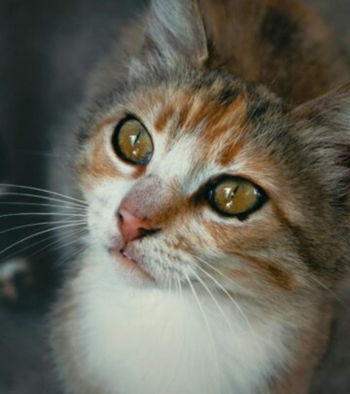 Unique Cat Fur Patterns: 50 Extraordinary Markings To Admire Discover felines with nature's most incredible and unique coat patterns that defy imagination