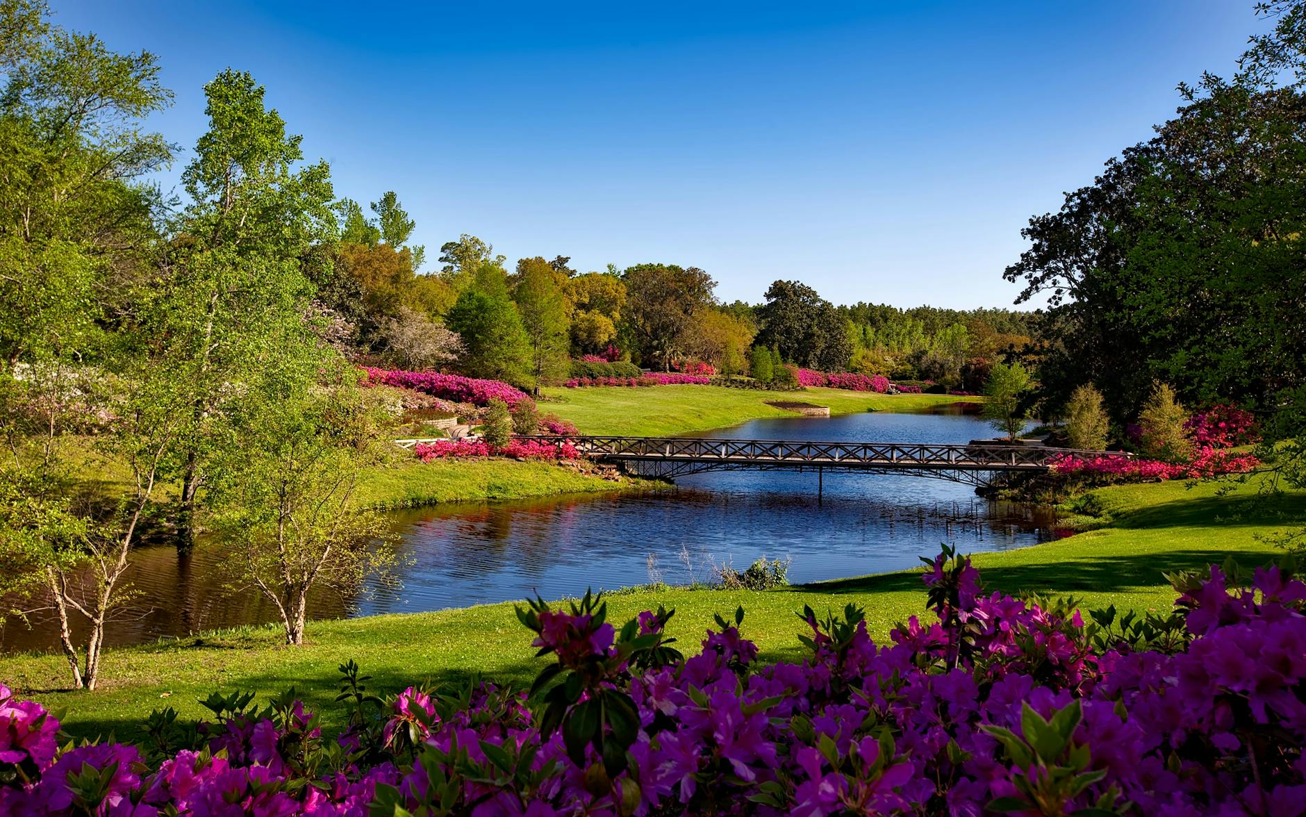 14 Essential Tips For Gorgeous Blooming Rhododendrons Transform your garden with vibrant rhododendron blooms using these expert care techniques