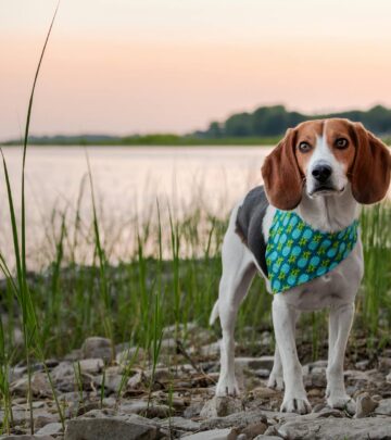 Harrier Dog Breed: Complete Guide to this Medium-Sized Hound