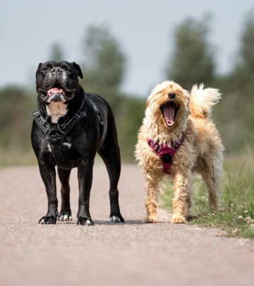 The Charm and Variety of Long-Eared Dog Breeds