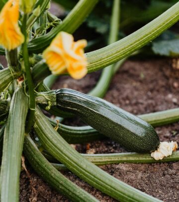 Zucchini Growth Stages: From Seed to Harvest