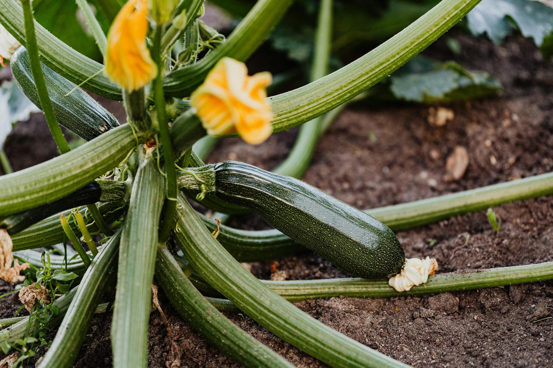 Zucchini Growth Stages: From Seed to Harvest Unravel the fast-paced journey of zucchini from seed to harvest, stage by stage.