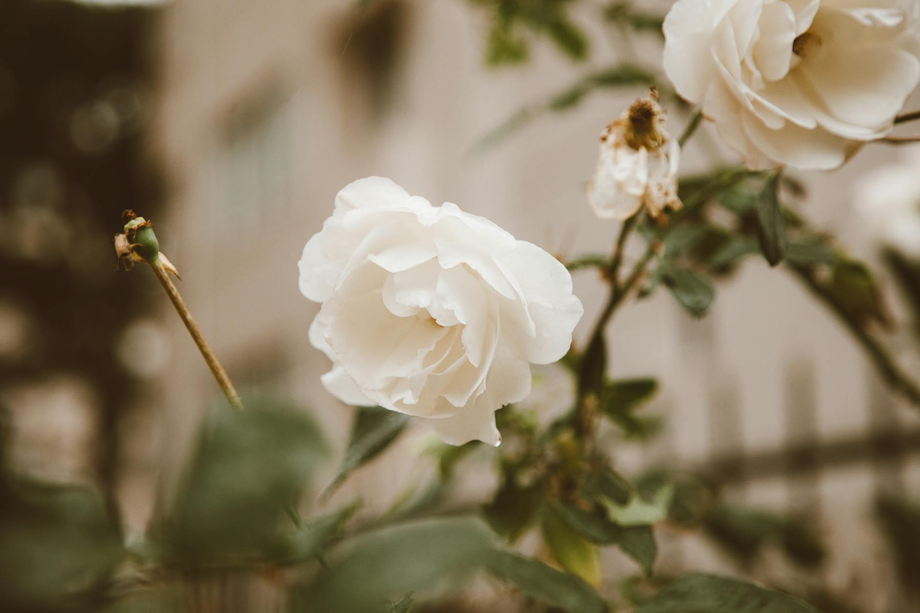 Top Enchanting Shrubs with White Flowers for Your Garden Transform your landscape with these elegant white-flowering shrubs that add timeless beauty and fragrance to any garden setting