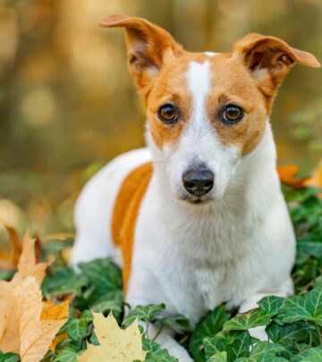 Can Dogs Get Poison Ivy? Symptoms, Treatment, and Prevention