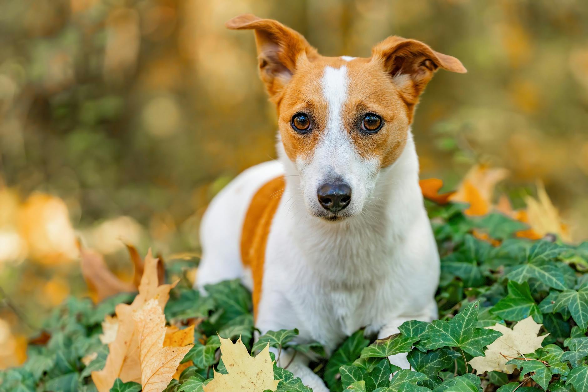Can Dogs Get Poison Ivy? Symptoms, Treatment, and Prevention Understanding the risks, recognizing symptoms, and learning how to protect your canine companion from poison ivy exposure