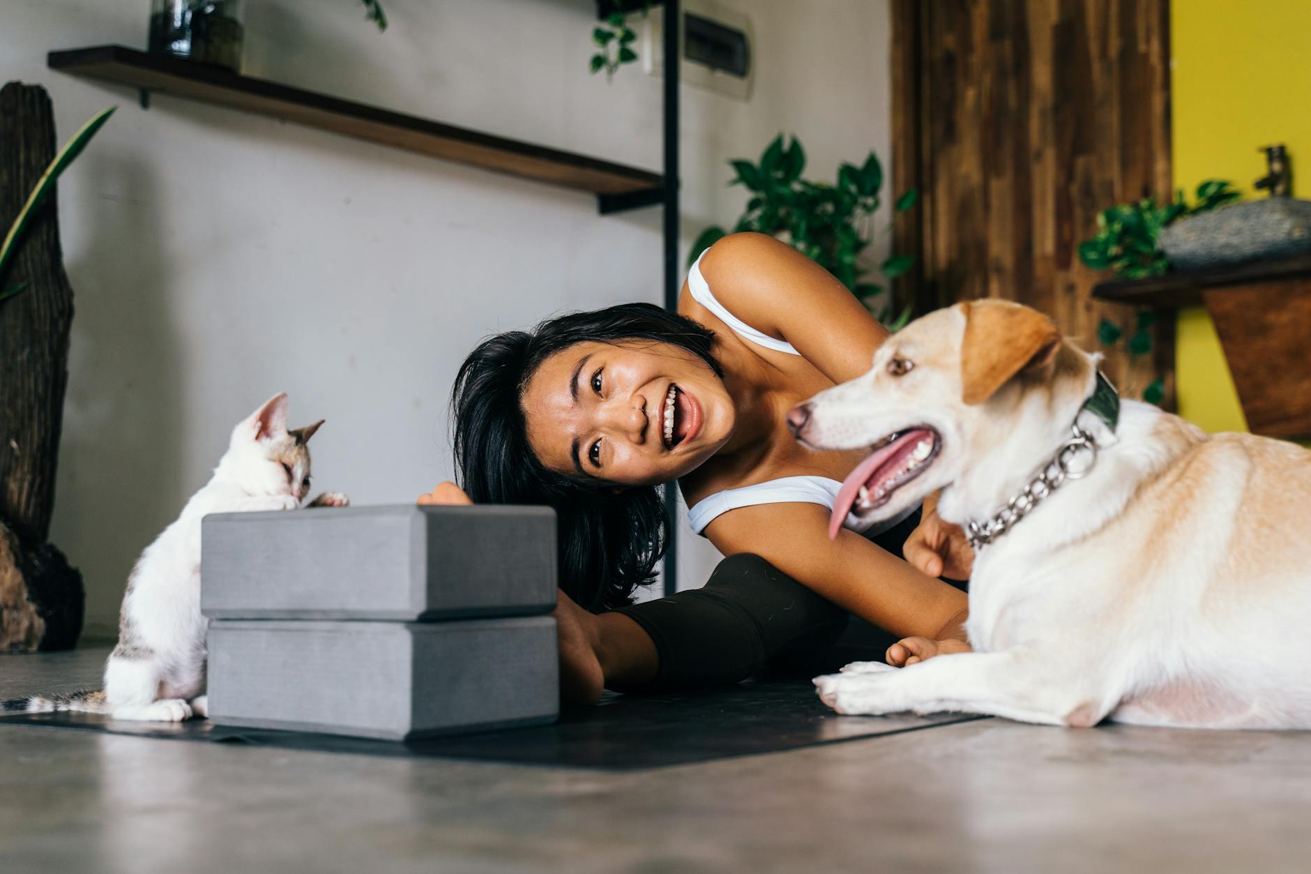 Why Do Dogs Eat Cat Poop? Understanding Coprophagia in Canines Discover the reasons behind your dog's odd habit of eating cat poop and learn practical steps to stop it.