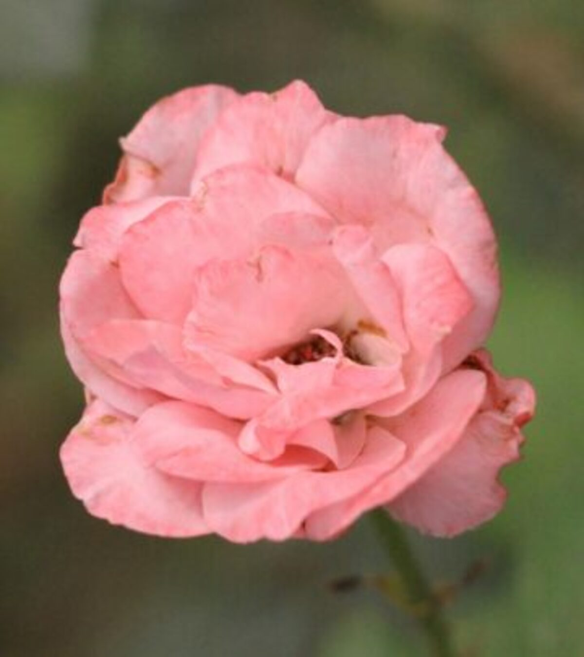 Gardening 101: Breath of Heaven Plant – A Fragrant Addition Discover how this aromatic, low-maintenance South African shrub can transform your garden with heavenly fragrance