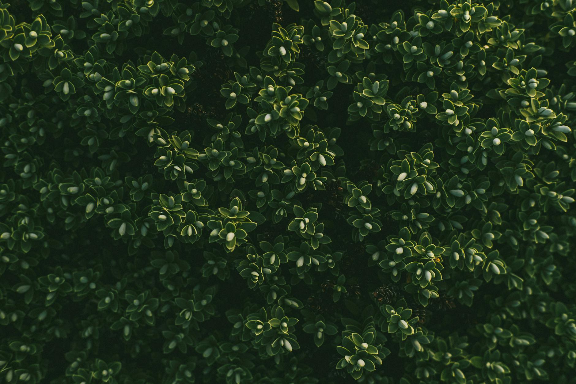 A comprehensive guide to English boxwood: beauty, challenges, alternatives, and expert advice for your landscape.