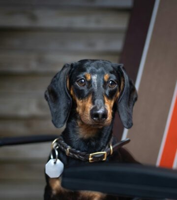 Blood in Dog Urine: Causes, Diagnosis, and Treatment