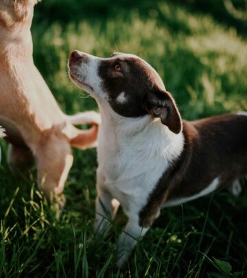 Can Dogs Eat Turkey? Benefits, Risks, and Safety Tips