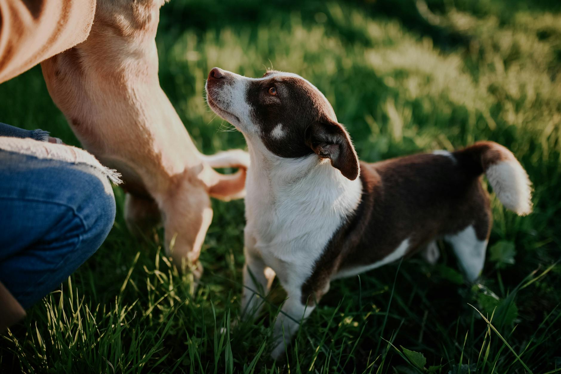 Can Dogs Eat Turkey? Benefits, Risks, and Safety Tips Discover whether turkey is a safe protein source for your canine companion and how to serve it properly