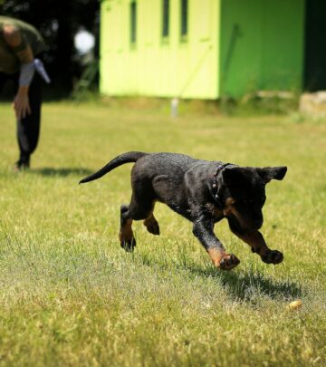 Service Dog Training 101: Essential Guide to Raising a Successful Partner