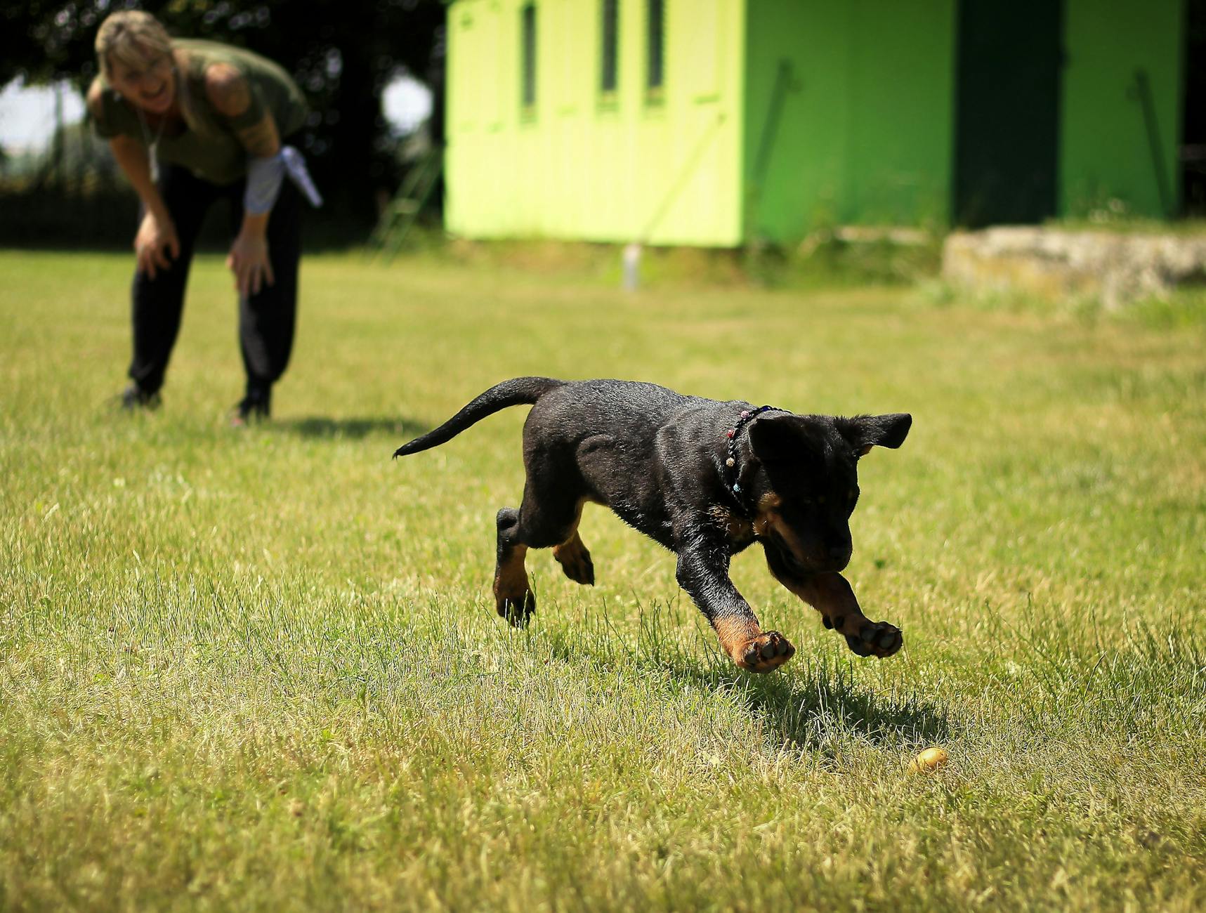 Service Dog Training 101: Essential Guide to Raising a Successful Partner Master every step of service dog training, from foundation skills to public access and specialized tasks, for a better partnership.