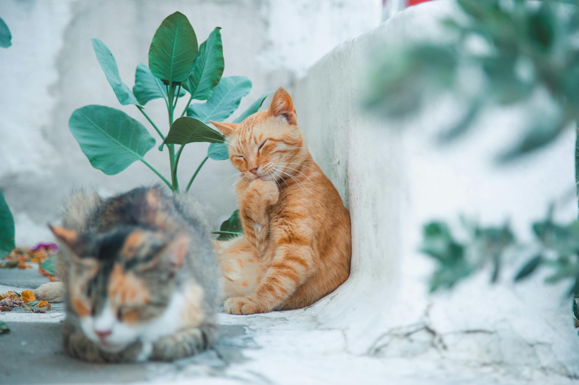 10 Timeless Greek Garden Ideas to Transform Your Outdoor Space Embrace Mediterranean gardening principles to create a resilient and beautiful outdoor sanctuary