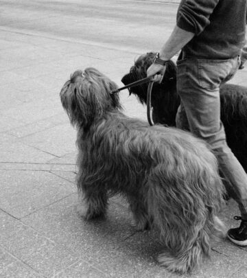 Best Family Dogs: Choosing the Right Breed for Your Home