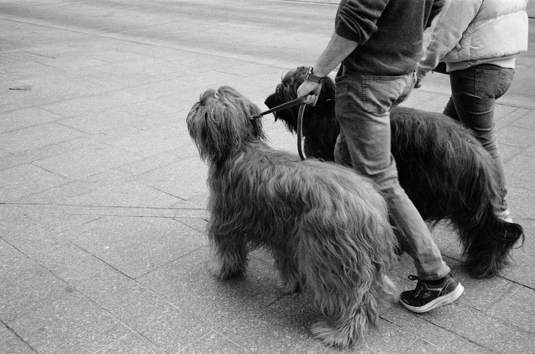 Best Family Dogs: Choosing the Right Breed for Your Home Explore the top dog breeds for families and discover which companion fits your home, lifestyle, and children's needs best.