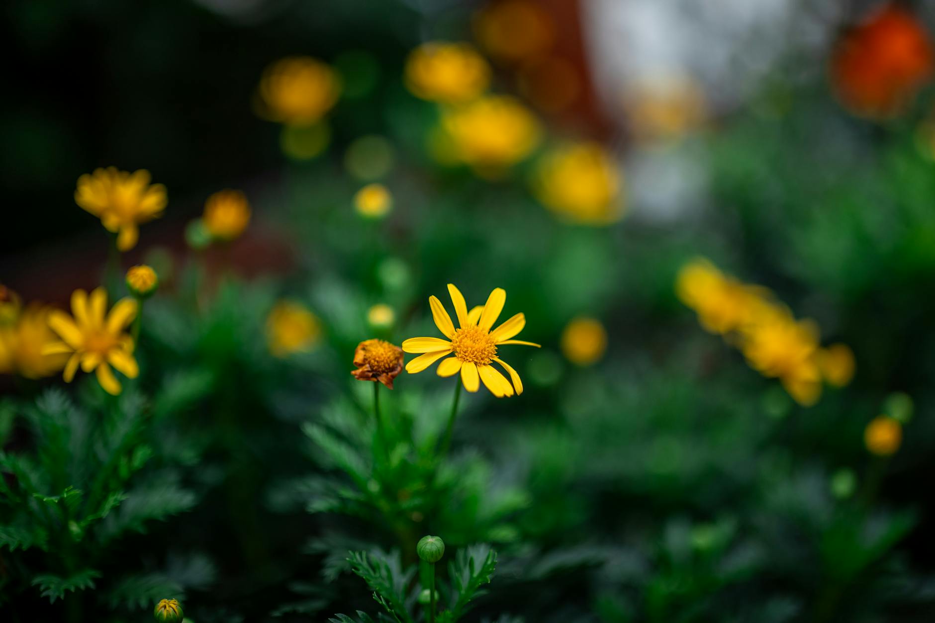 Fleabane (Erigeron): The Bright, Dependable Daisy—Planting, Care & Design Everything you need to know to grow, care for, and design with Erigeron daisies—reliable perennials for vibrant, long-lasting color.