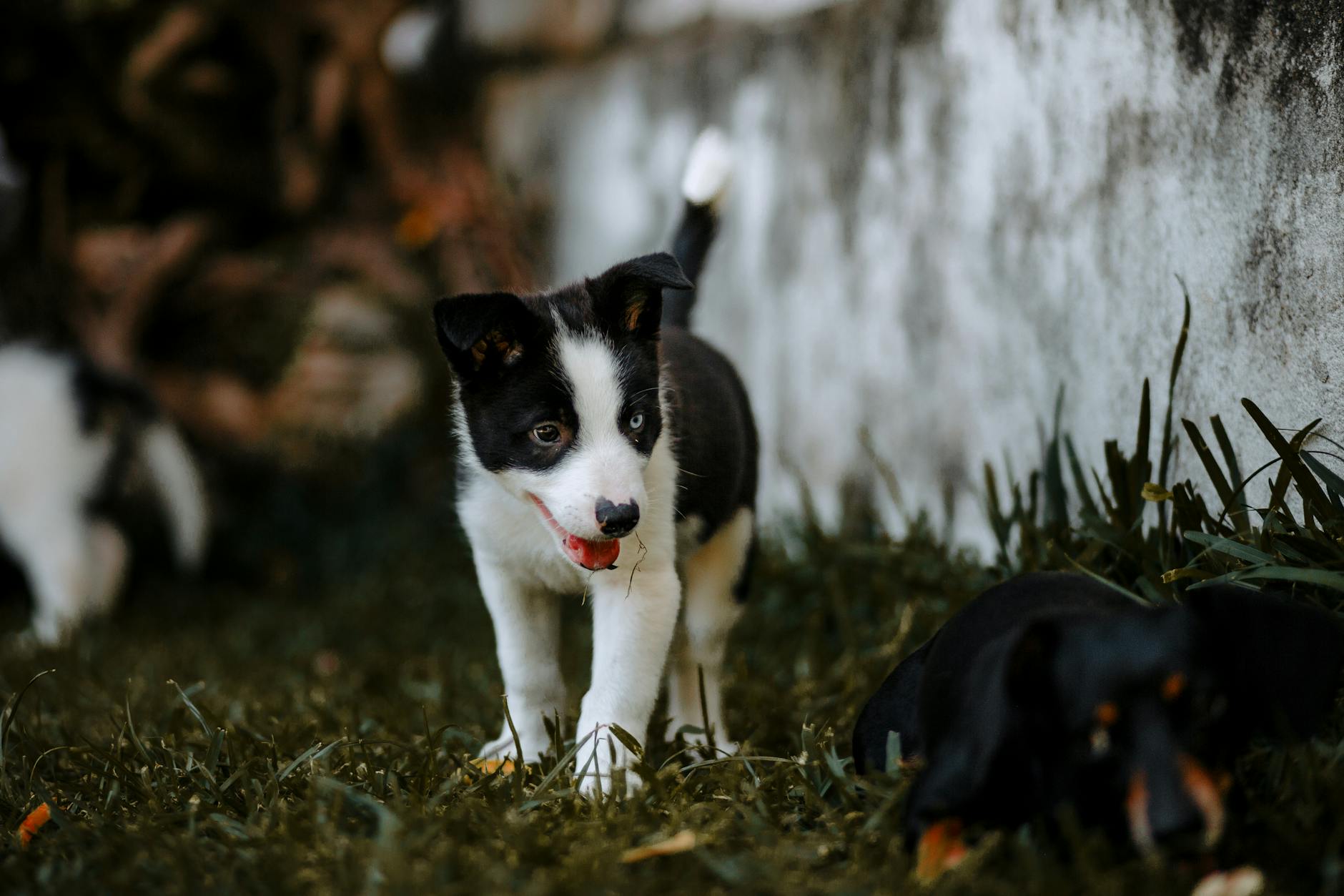 When Does My Puppy Finish Growing? Understanding Puppy Growth Stages Learn how puppies grow, what shapes their development, and how to support them from puppyhood to adulthood.