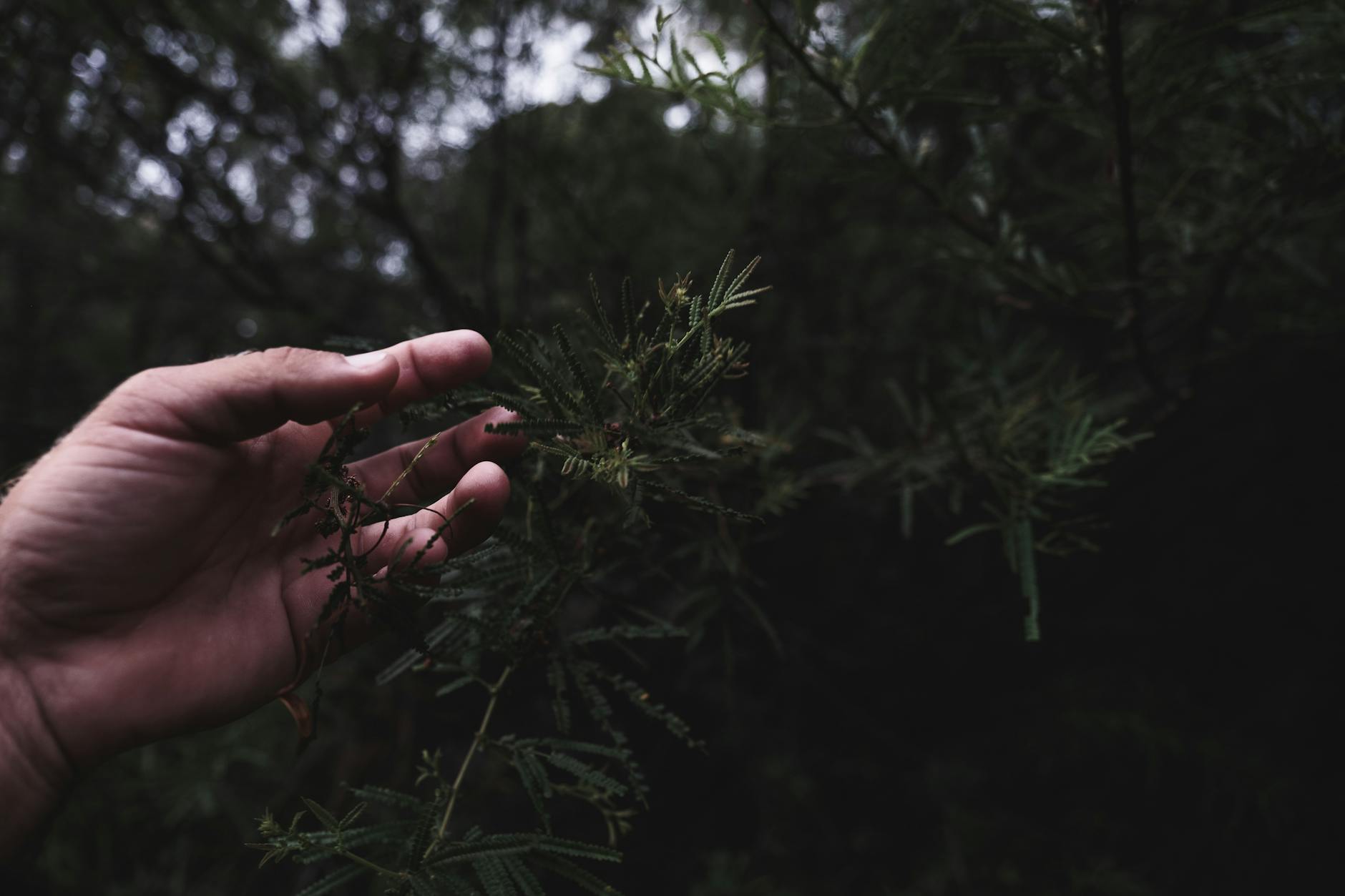 Gardening 101: Podocarpus—Versatile Evergreen for Modern Gardens Discover the beauty, versatility, and care essentials of Podocarpus, an adaptable evergreen for hedges, privacy, and garden design.