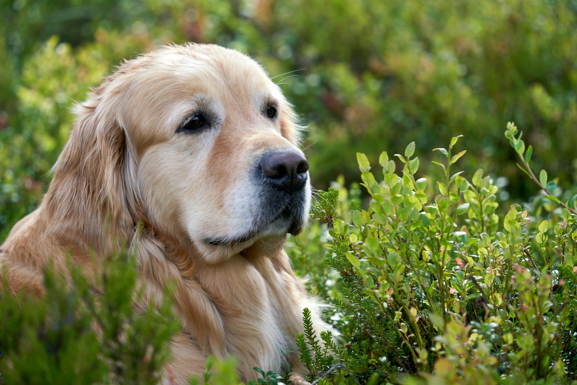 Can Dogs Eat Blueberries? A Complete Guide to Canine Nutrition Discover the benefits and proper ways to serve these nutrient-packed berries to your canine companion
