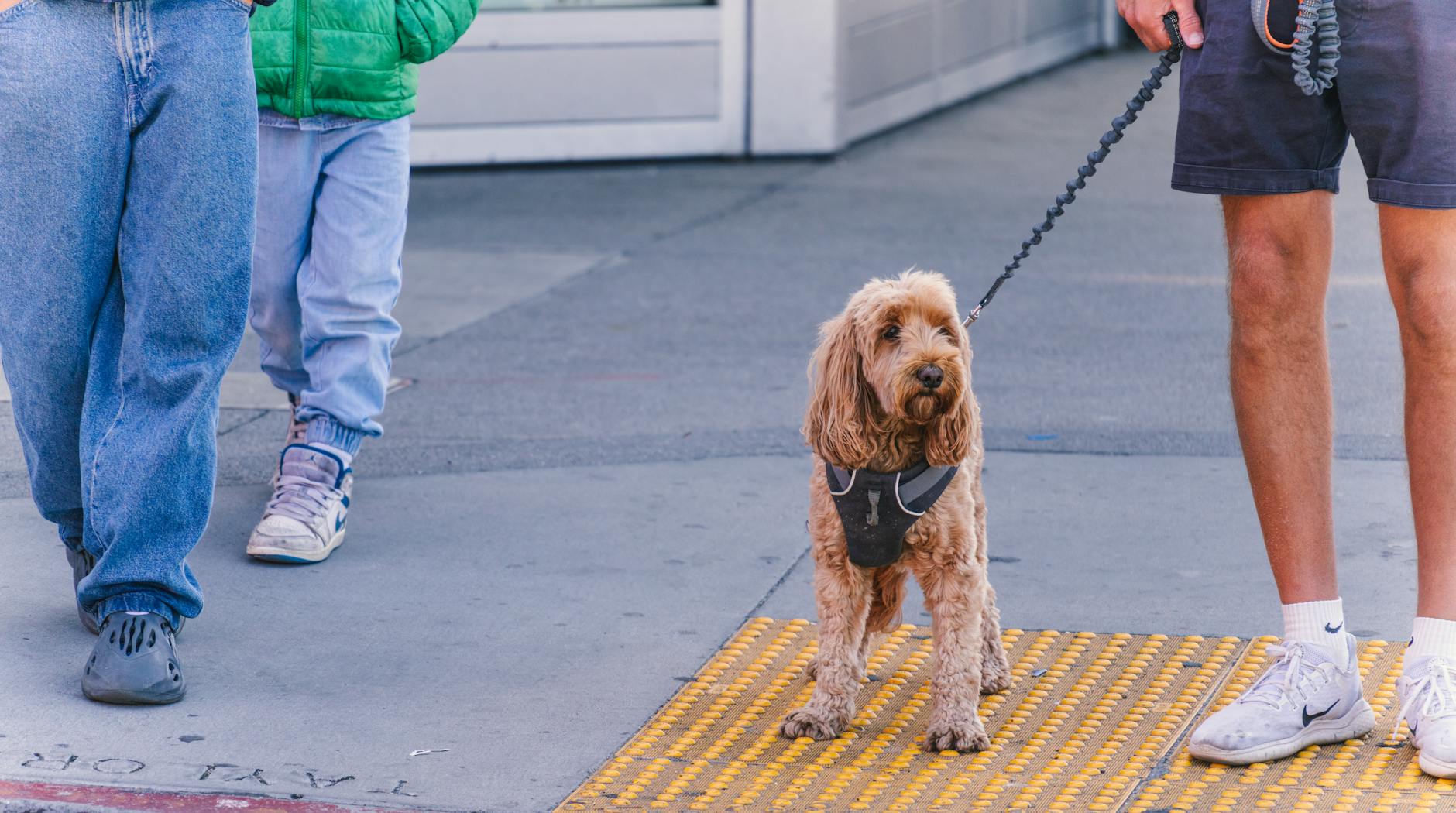 Canine Cognitive Dysfunction: Understanding Dog Dementia Recognizing the signs of cognitive decline in aging dogs and exploring treatment options