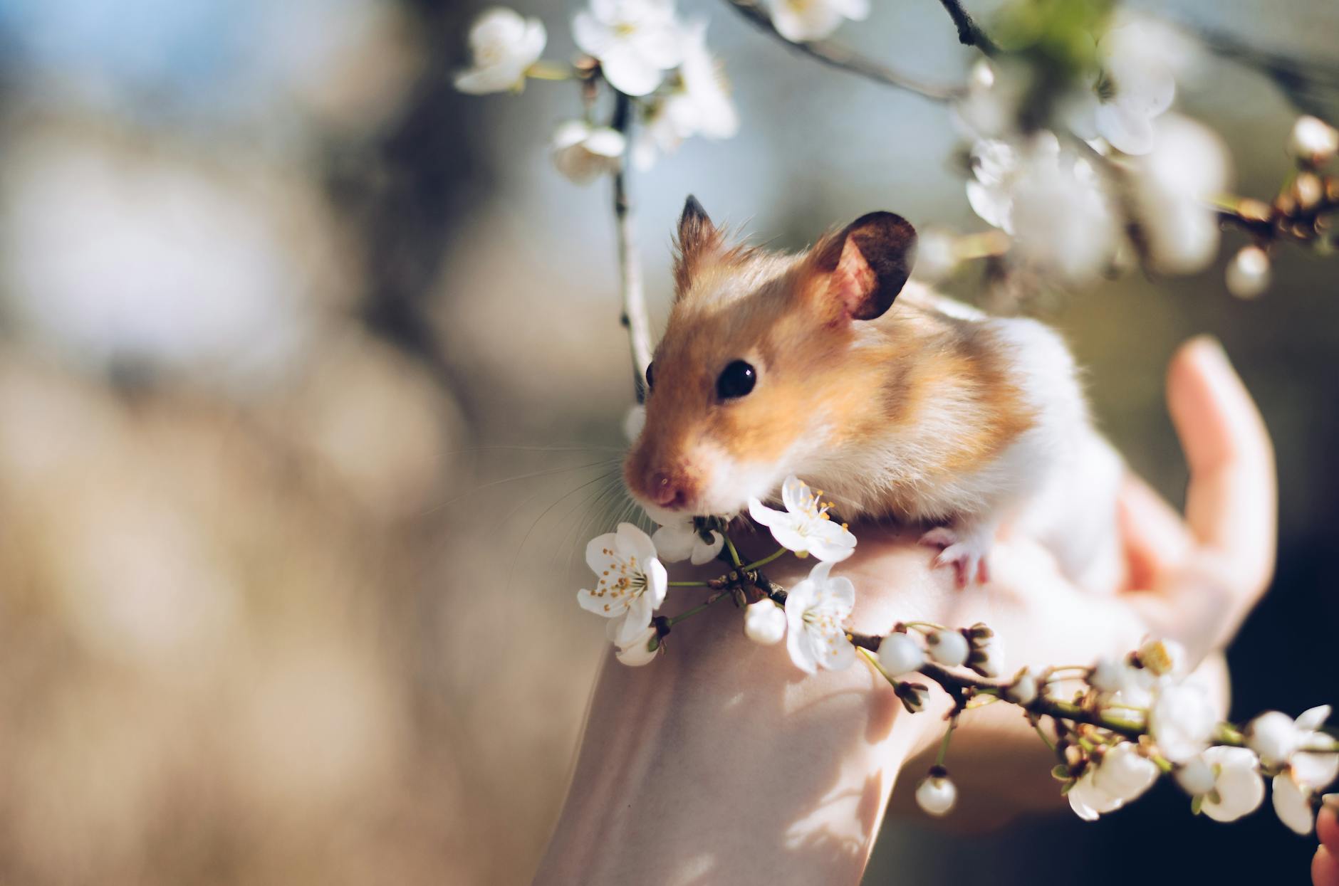 The Ultimate Guide to Hamster Names: Cute, Funny, and Unique Ideas Find the perfect name for your adorable hamster—over 150 ideas for every personality, color, and style!