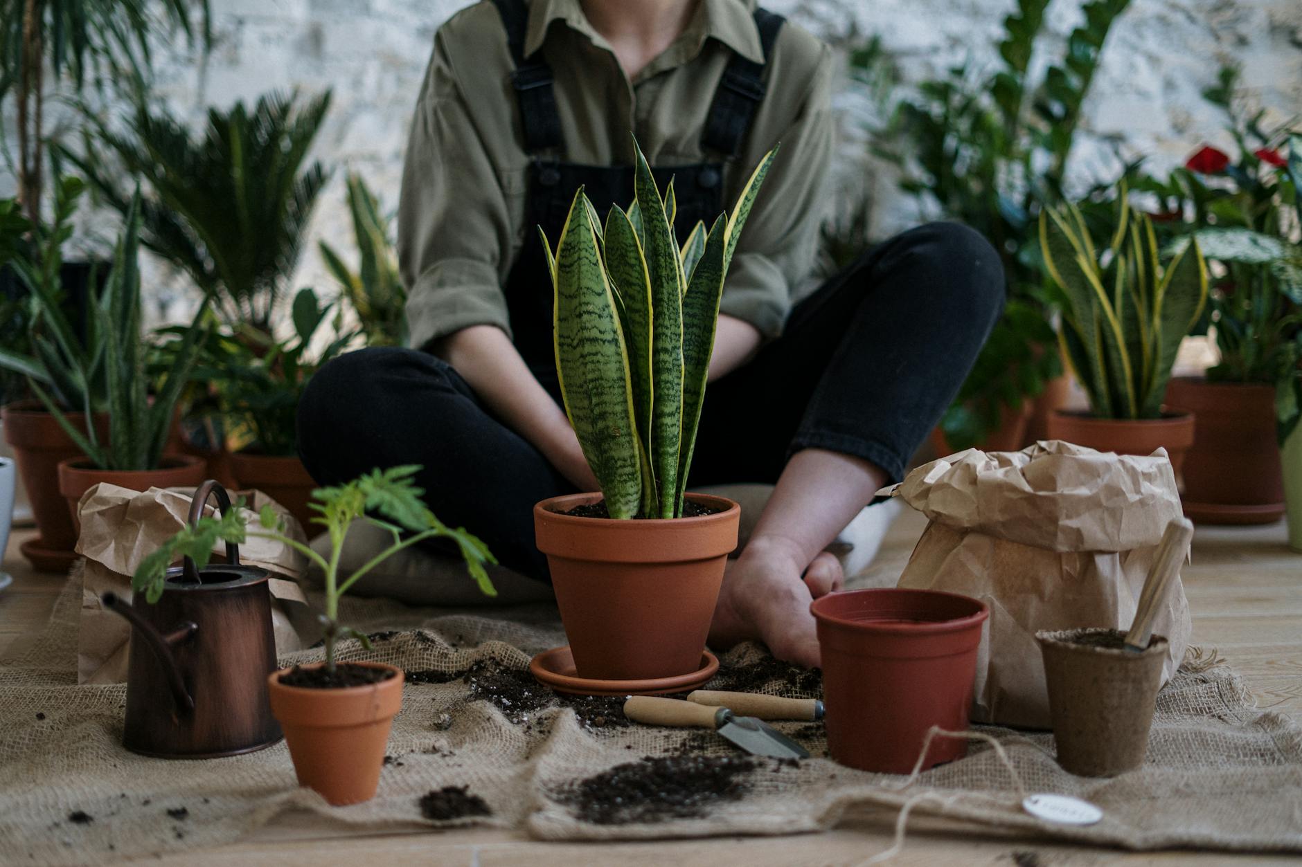8 Expert Tips to Help Indoor Succulents Thrive Through Winter Unlock essential strategies to keep your indoor succulents healthy, vibrant, and thriving during the winter months.