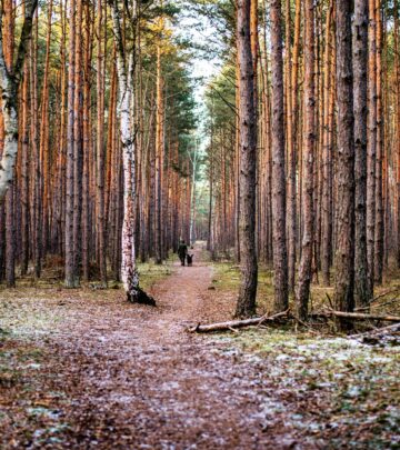 Birch Trees: 5 Best Species for Landscape Design