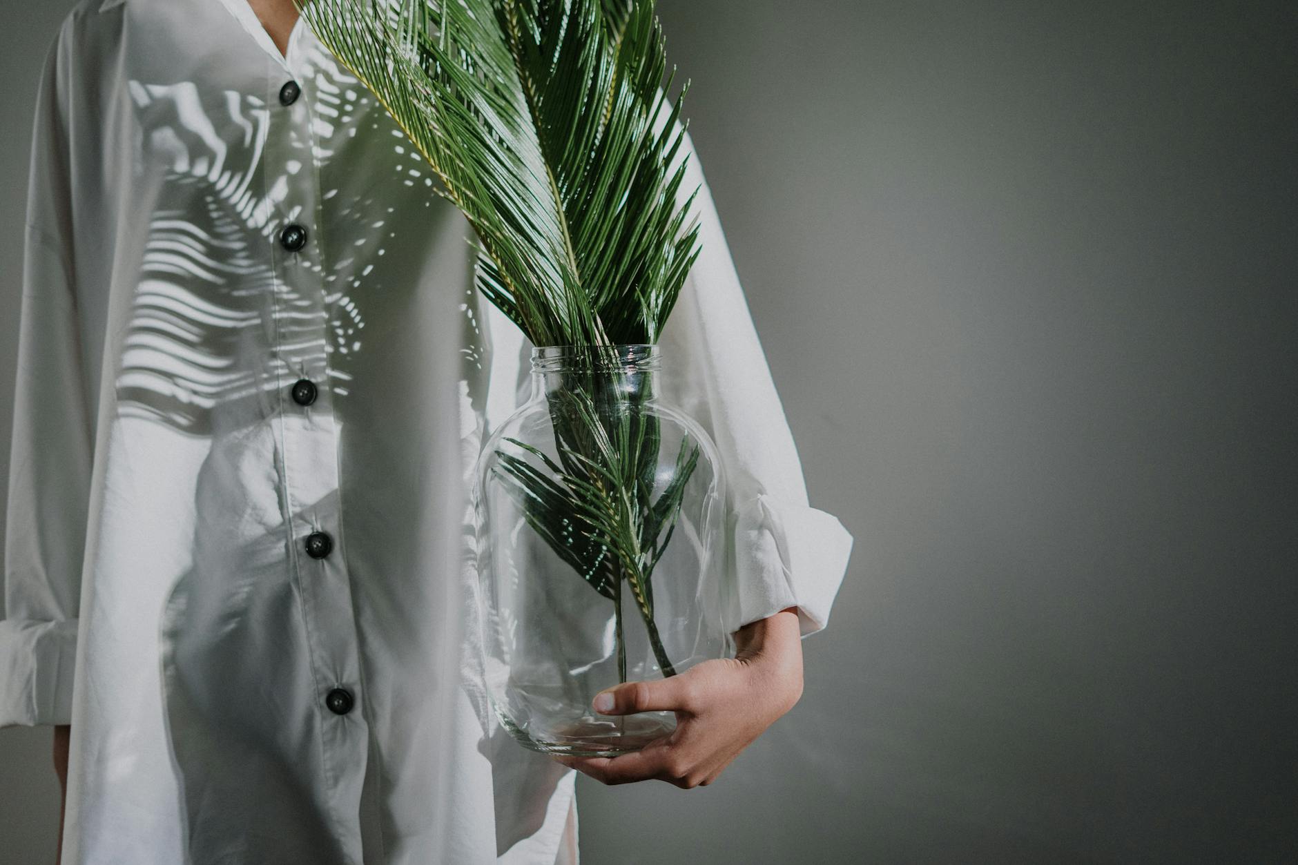 The Complete Guide to Button Fern: Care, Growth, and Cultivation Discover the delicate beauty and simple care requirements of the charming Button Fern houseplant