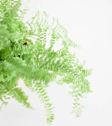 Gardening 101: Complete Guide to Asparagus Fern Care