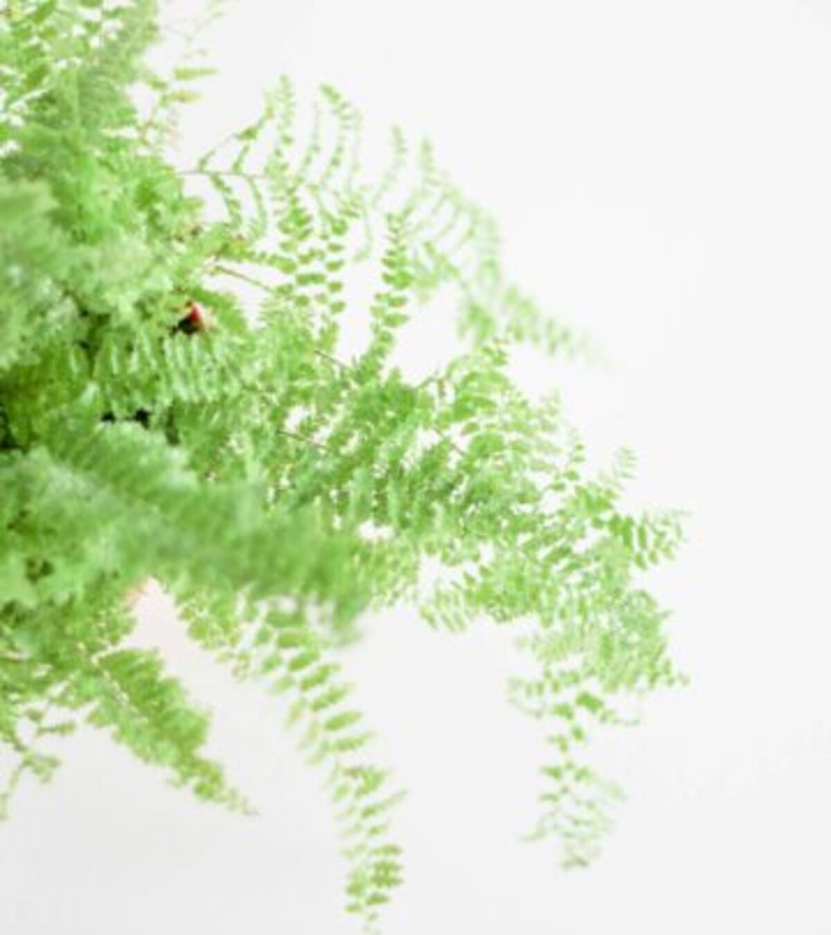 Master the art of nurturing this delicate-looking yet resilient houseplant with our comprehensive care guide
