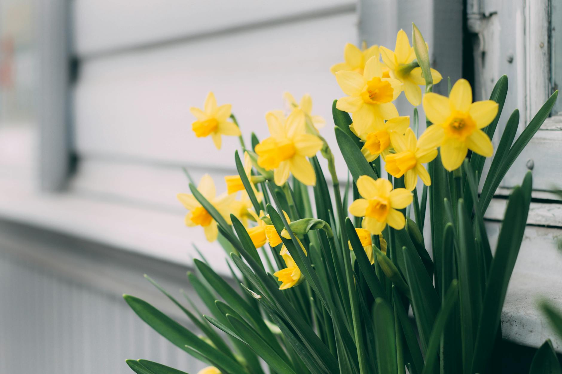 Early Blooming Daffodils: Causes, Concerns, and Care Guide Understanding why your daffodils might emerge ahead of schedule and what it means for your garden