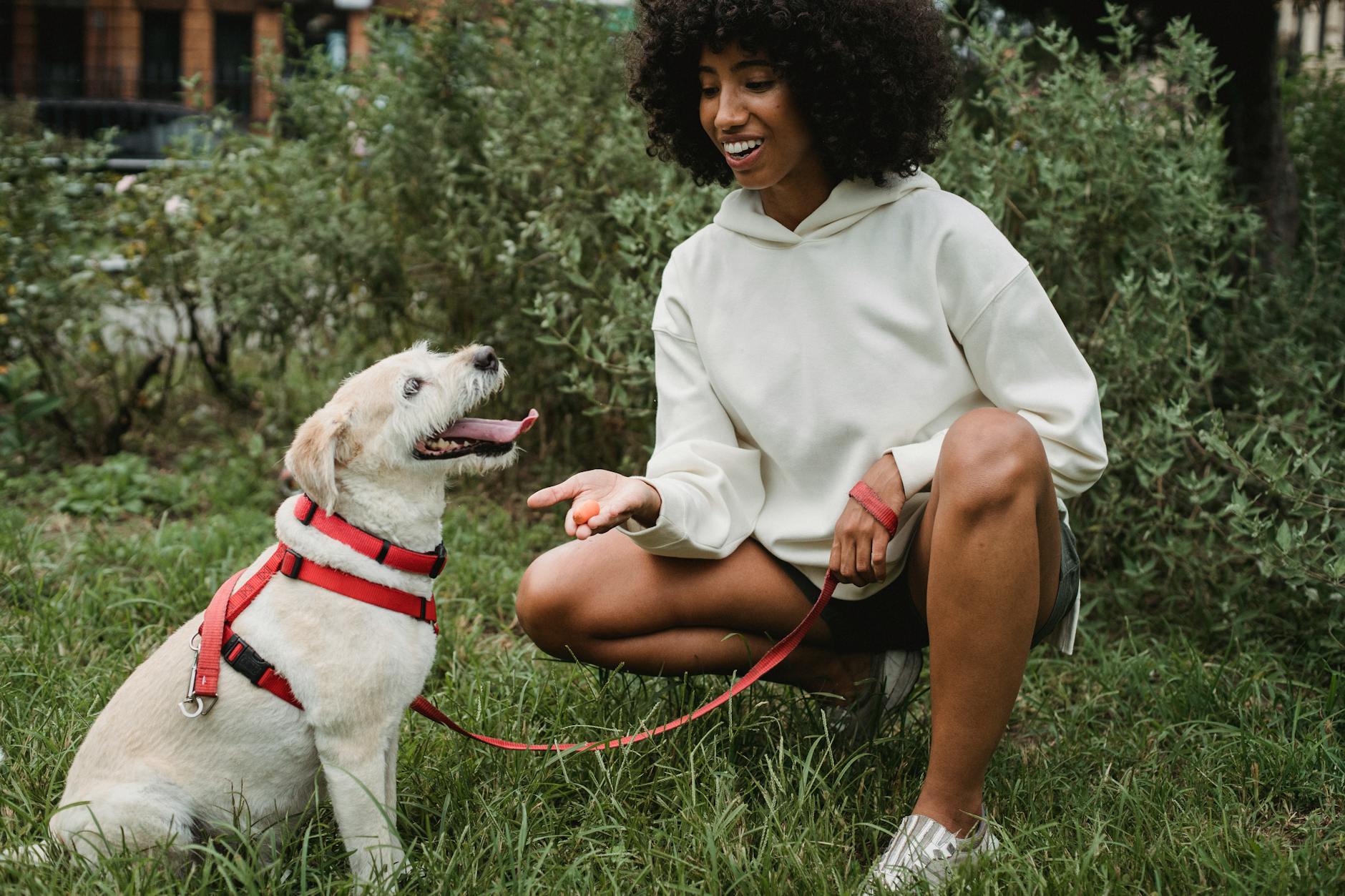 Complete Guide to Potty Training Your Puppy: Timeline & Tips Master the art of housebreaking with this comprehensive puppy potty training schedule