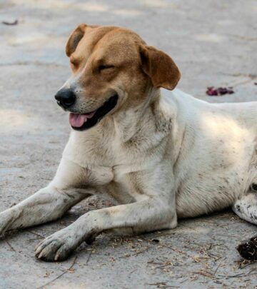 Decoding Canine Communication: How to Read Dog Body Language