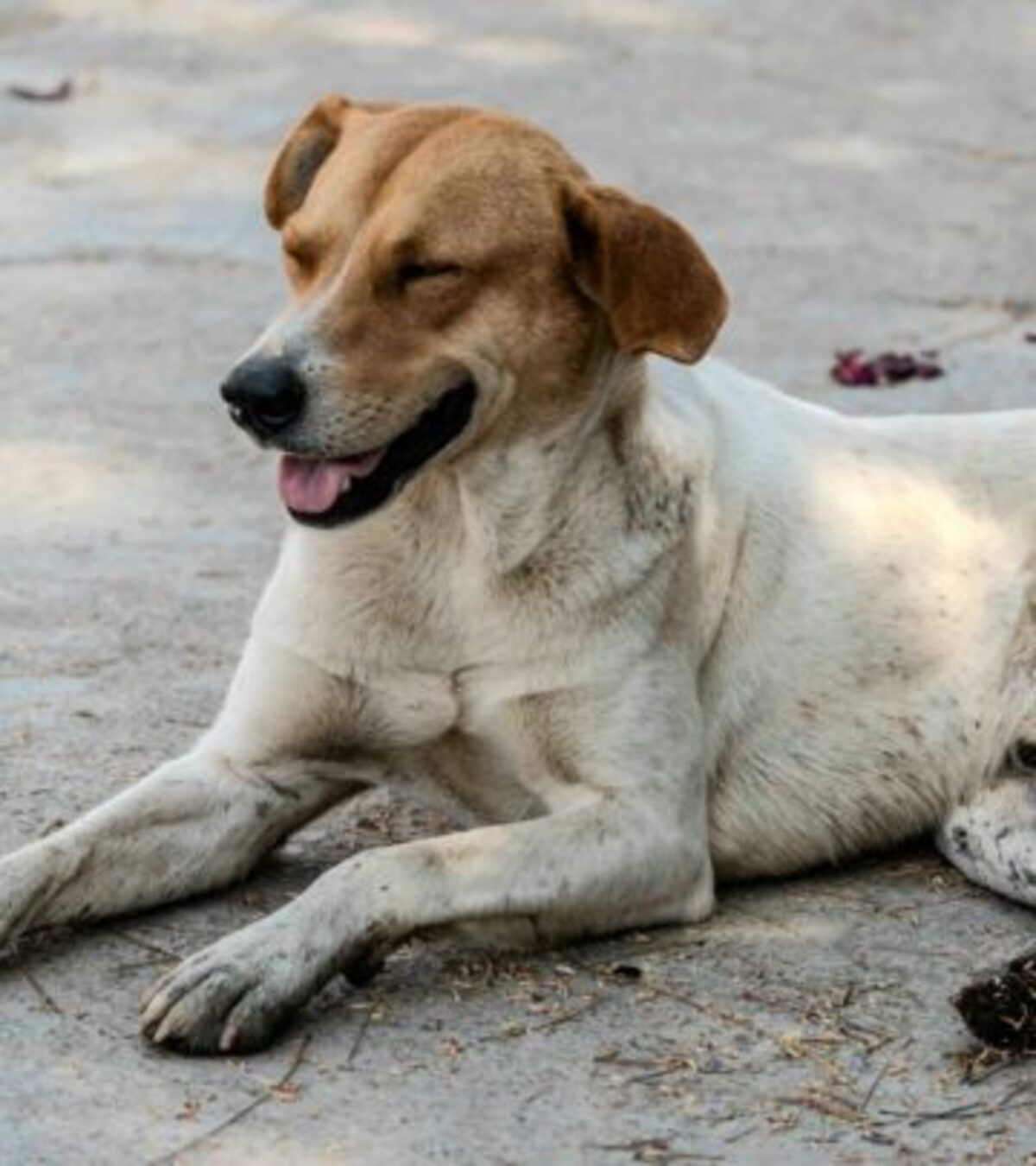 Decoding Canine Communication: How to Read Dog Body Language Understand what your furry friend is trying to tell you through their unique non-verbal cues and signals