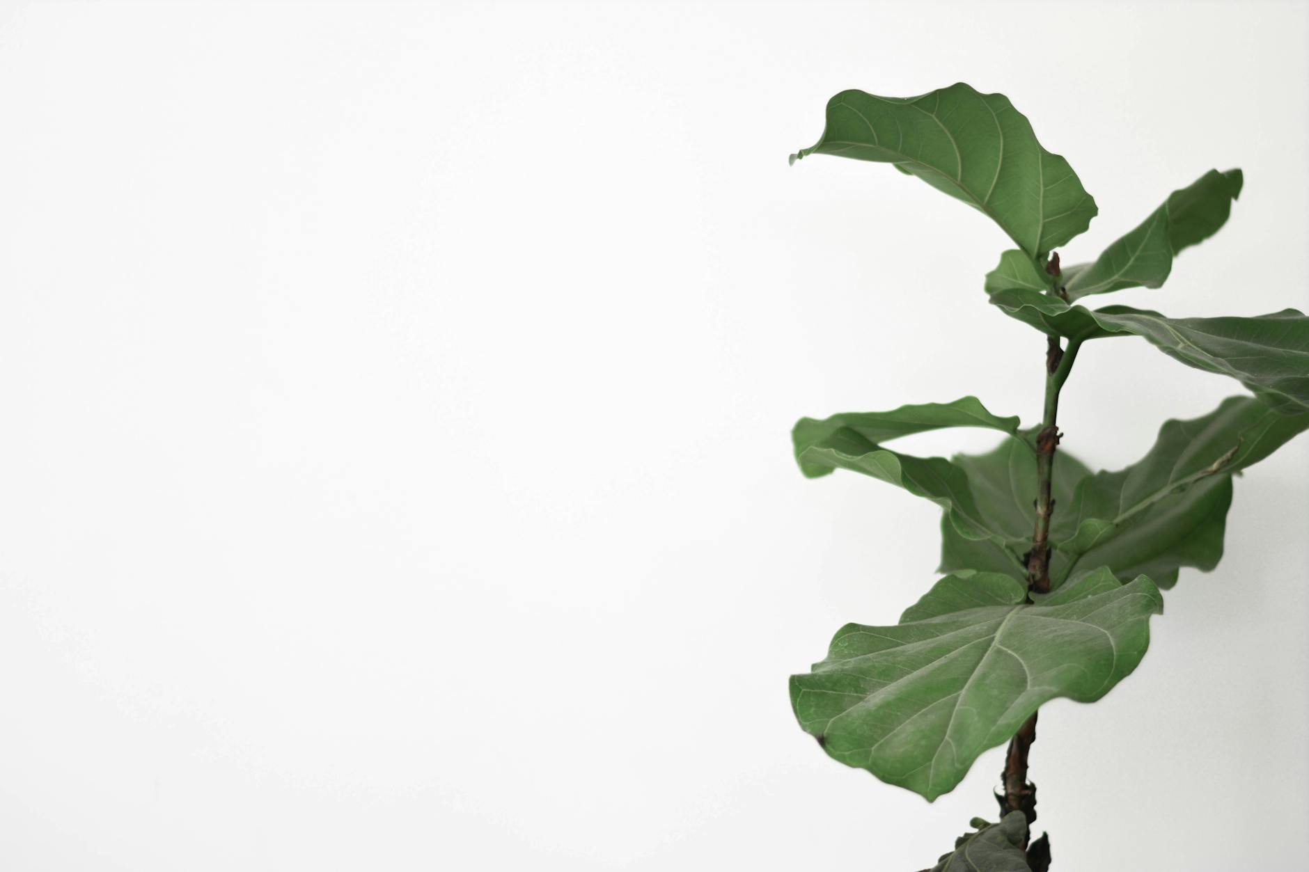 10 Essential Secrets Nobody Tells You About Fiddle-Leaf Fig Trees Master the art of keeping these finicky yet stunning houseplants thriving in your home